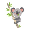 Koala Bear On Wood Branch With Green Leaves. Australian Animal.