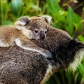 Koala bear in the zoo Royalty Free Stock Photo