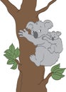 Koala Bears Royalty Free Stock Photo