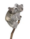 Koala bears climbing tree against white background Royalty Free Stock Photo