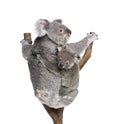 Koala bears climbing tree against white background Royalty Free Stock Photo