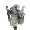 Koala bears climbing tree against white background Royalty Free Stock Photo