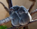 Koala Bears cuddling on a branch Royalty Free Stock Photo