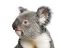 Koala bears in front of a white background Royalty Free Stock Photo