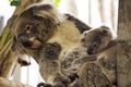 Koala bears sleeping Royalty Free Stock Photo