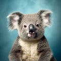 Koala on a blue background close-up studio portrait. Generative AI.