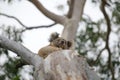 Koala on branch tree eucalyptus. Koala in forest, wildlife