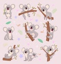 Koala characters. Wild bear australia cartoon furry animals vector illustrations