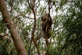 Koala climbing down a tree Royalty Free Stock Photo