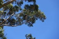 Koala climbing a tree at Otway National Park