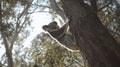 Koala climbing eucalyptus tree, sunlight, forest. Wildlife conservation poster Royalty Free Stock Photo