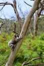 A koala climbing a eucalyptus tree in Victoria Royalty Free Stock Photo