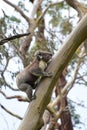 A koala climbing a eucalyptus tree in Victoria Royalty Free Stock Photo