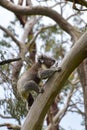 A koala climbing a eucalyptus tree in Victoria Royalty Free Stock Photo