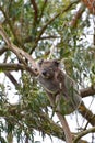 A koala climbing a eucalyptus tree in Victoria Royalty Free Stock Photo