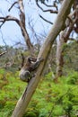 A koala climbing a eucalyptus tree in Victoria Royalty Free Stock Photo
