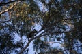 Koala climbing on the top of a eucalypt tree Royalty Free Stock Photo