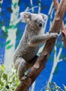Koala Climbing A Tree Royalty Free Stock Photo