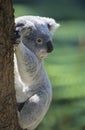 Koala climbing tree