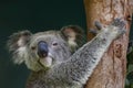 Koala climbing in a tree close up