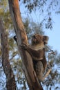 A koala climbing a tree Royalty Free Stock Photo