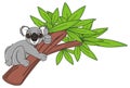 Koala climbing on the tree