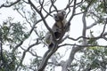 Koala climbing up tree