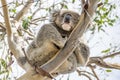 Koala clinging to a high branch looks down with one eye open and one closed, Kangaroo Island, Southern Australia