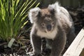 Koala close up Royalty Free Stock Photo