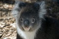 Koala close up Royalty Free Stock Photo