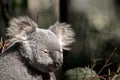 Koala close up Royalty Free Stock Photo