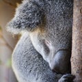 Koala Royalty Free Stock Photo