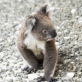 Koala, closup koala bear in the wild, Australia