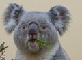 Koala closeup eating Royalty Free Stock Photo