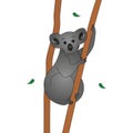 Koala. Color vector illustration. The animal embraced the dry eucalyptus trunk. Teddy bear from Australia.