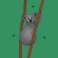 Koala. Color vector illustration. The animal embraced the dry eucalyptus trunk. Teddy bear from Australia.