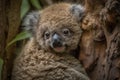 koala cub clinging to its mother as they travel among the eucalyptus trees