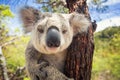 Koala Royalty Free Stock Photo