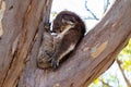Koala during daytime, sleeping on an eucalyptus branch. Sleeping and changing position, Western Australia WA, West coast,