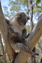 Koala dozing away on eucalyptus tree.