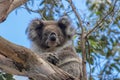 Koala dozing in tree at Kennett River