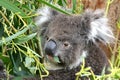Koala Eating Royalty Free Stock Photo