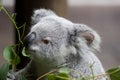 Koala Eating