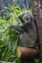 Koala eating bamboo at the Cleveland Zoo