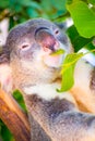 Koala eating