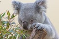 Koala eating closeup Royalty Free Stock Photo