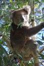 Koala Eating Eucalyptus