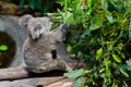 Koala eating eucalyptus leaves