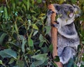 Koala eating eucalyptus leaves