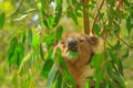 Koala eating eucalyptus Royalty Free Stock Photo